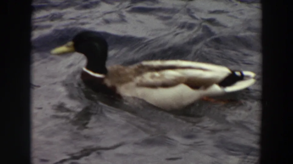 Profile view of a male mallard swimming through rough water in vintage 8mm home-movie footage from Washington, 1964.