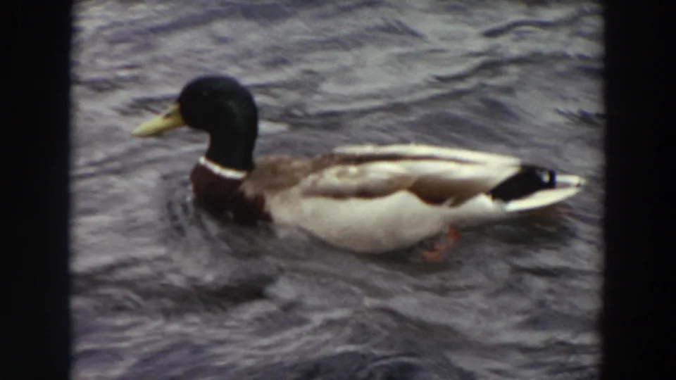A male mallard glides left through dark, textured water, framed by the soft grain of 1964 Washington 8mm film.