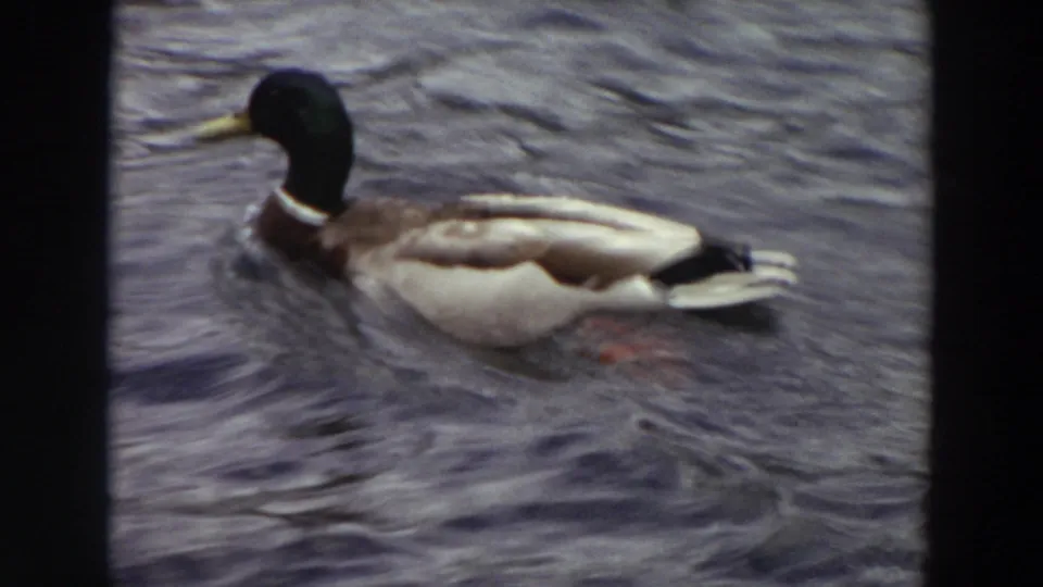 The mallard appears slightly angled as it swims through rough water, with black frame borders visible in the 8mm scan.