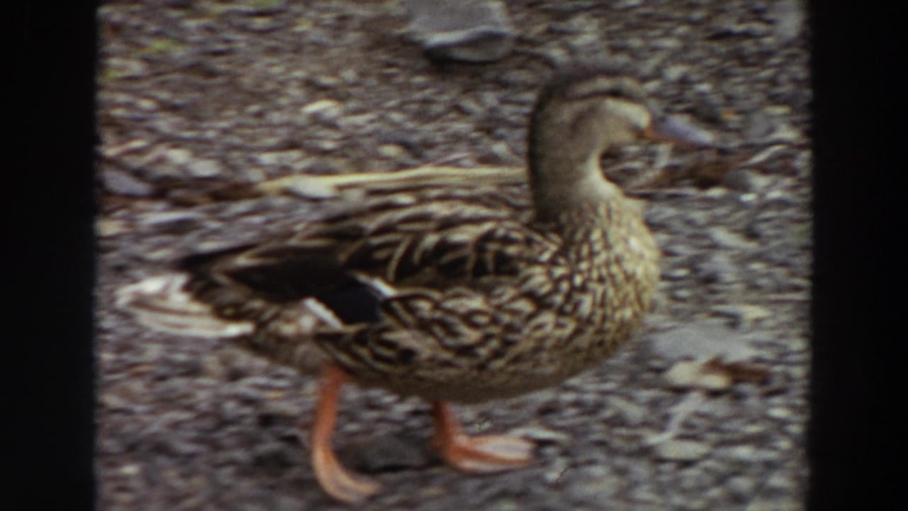 Female duck walking on gravel, partly blurred by motion and bordered by dark film edges.