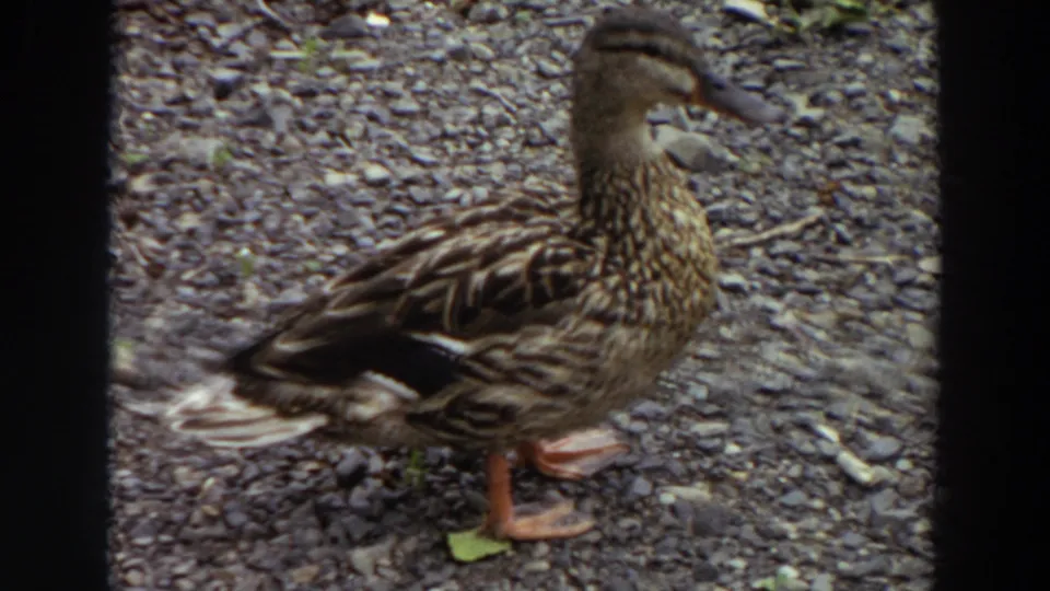 Female mallard duck stands in profile on gravel in Washington 1964 8mm footage, framed by black film-strip borders.