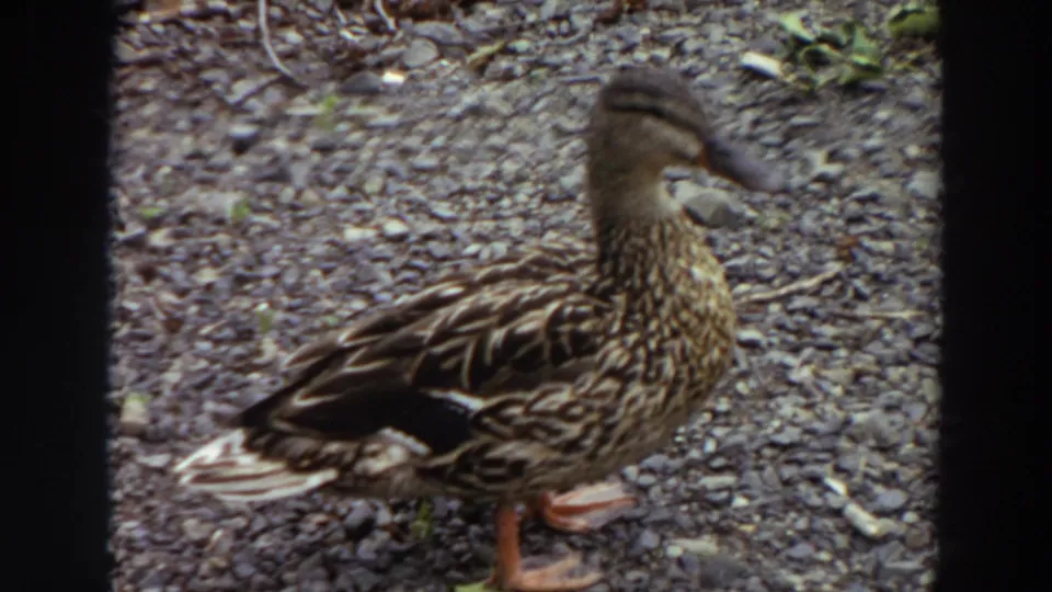 Side view of a female duck on gravel in 1964 Washington home-movie footage, with visible 8mm grain and frame borders.