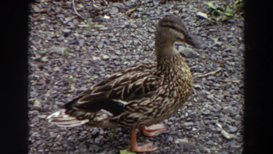 Female duck near the edge of the 8mm frame in Washington 1964 footage, standing on gravel with mottled feathers visible.