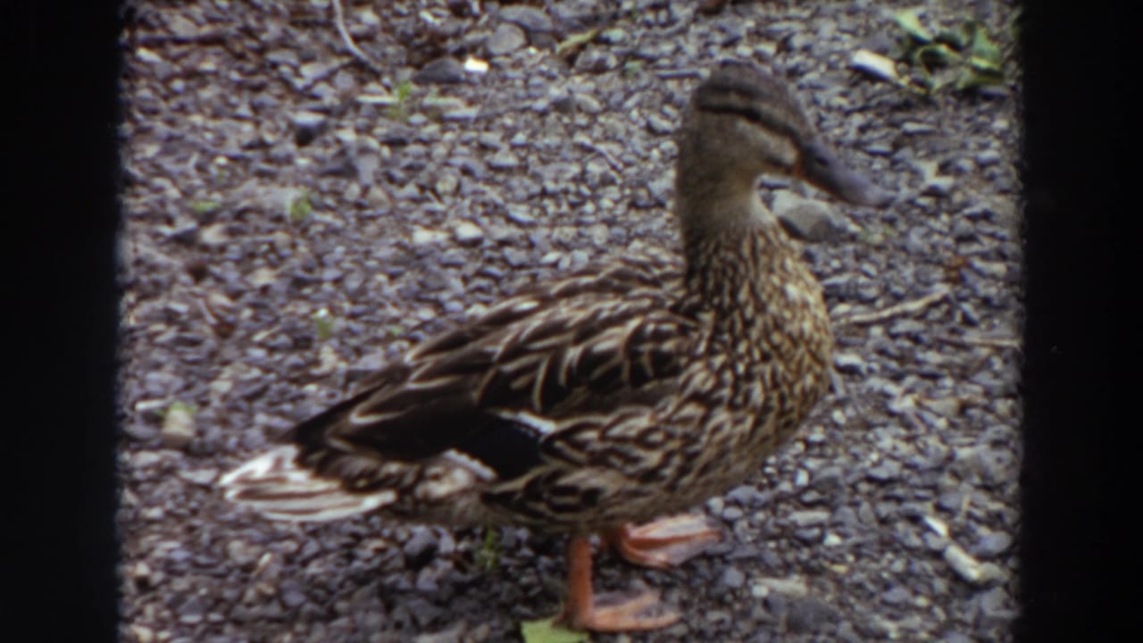 Mottled brown duck standing on gray gravel near sparse grass.