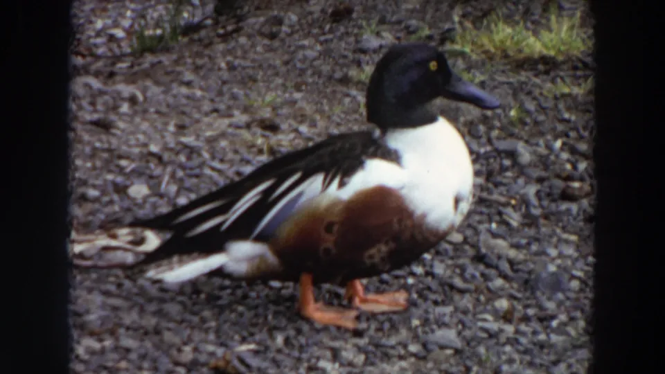 1964 Washington 8mm frame showing a black-headed duck with white breast and chestnut flanks standing on gravel.
