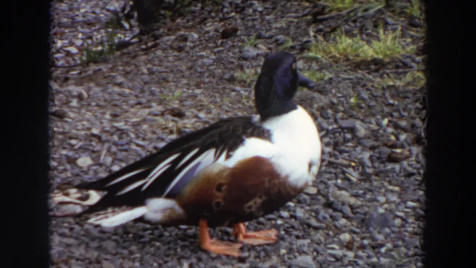 1964 Washington 8mm frame of a dark-headed duck turned partly away on a gray gravel shoreline.