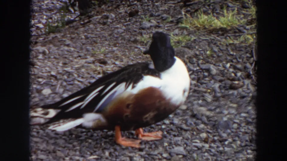 1964 Washington 8mm frame showing a dark-headed duck in profile on a gravel beach with sparse grass behind it.