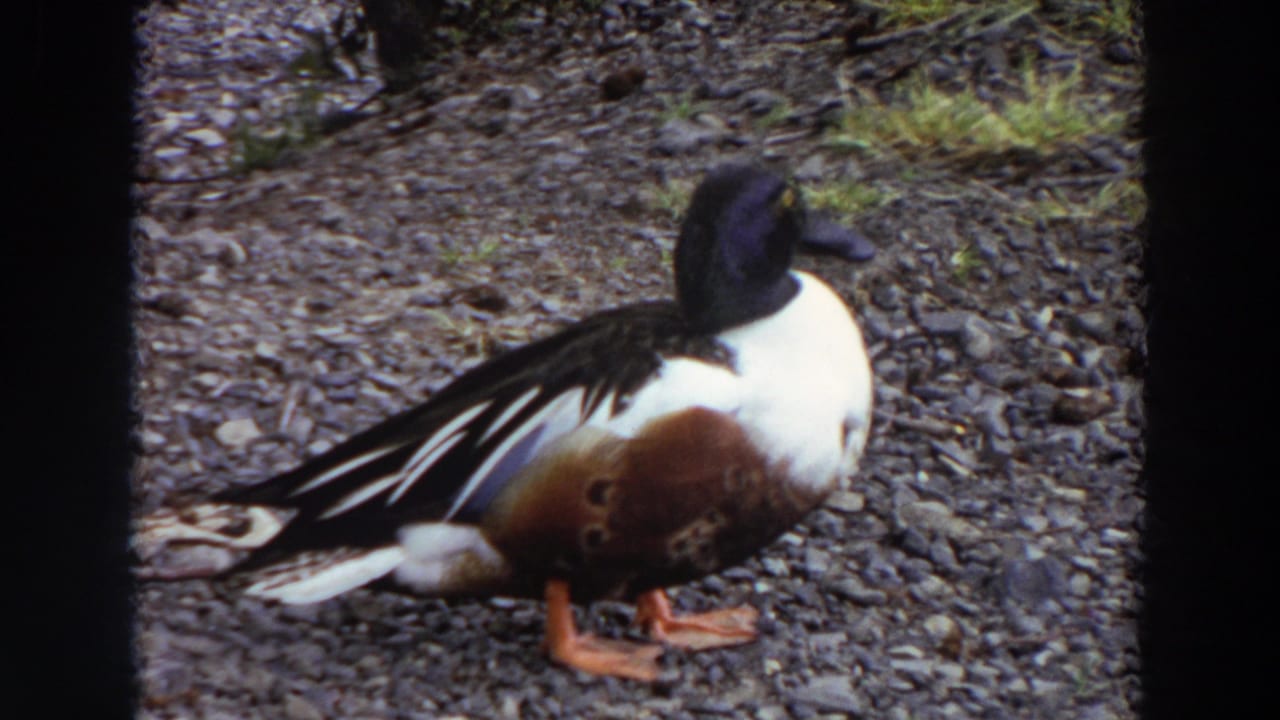 Male shoveler duck standing on gravel with its head turned left.