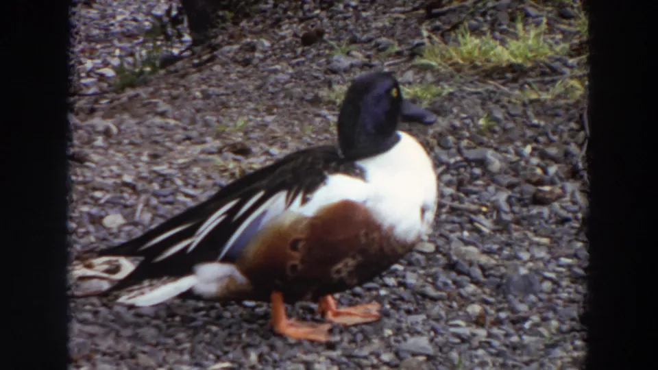 1964 Washington 8mm frame of a shoveler duck in side profile on gravel, showing white, black, and chestnut-brown feathering.