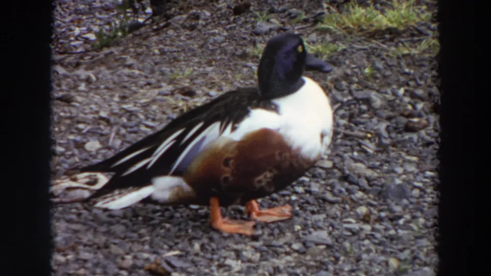 1964 Washington 8mm frame showing the shoveler duck standing on rocky gravel, with its patterned wing feathers and bright feet visible.
