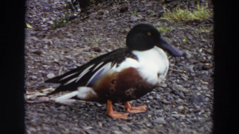 1964 Washington 8mm frame of the shoveler duck turning its head right, making the long dark bill more prominent against the gravel background.