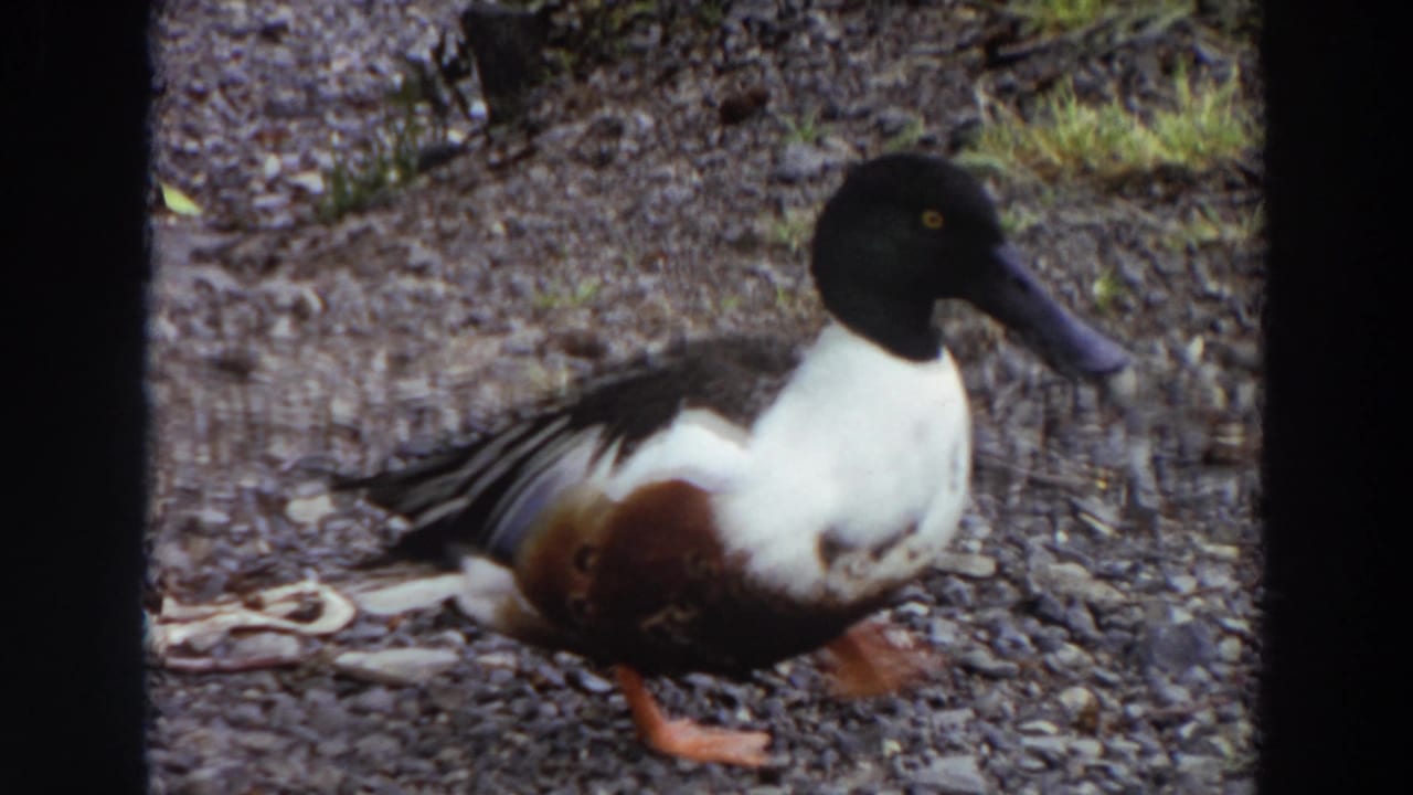 Male shoveler duck standing on a gravel shore near water.