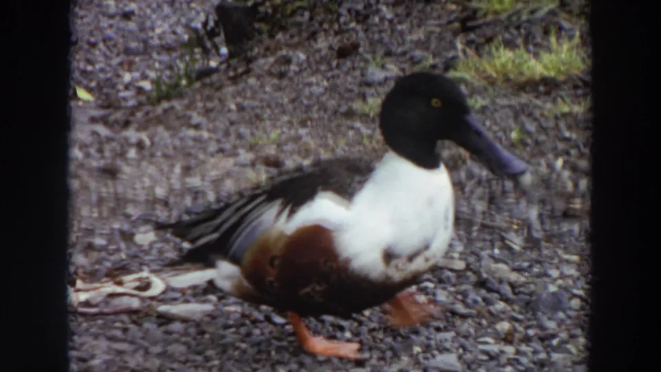 A male shoveler duck stands on gravel beside water in 1964 Washington 8mm home-movie footage.