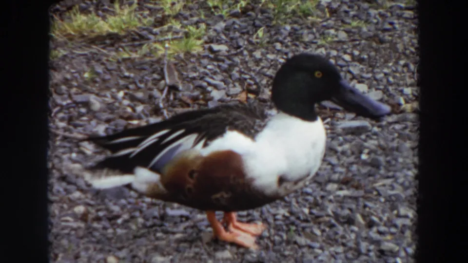 The duck appears in profile on a gravel bank, showing its broad bill and patterned body in Washington lake footage.