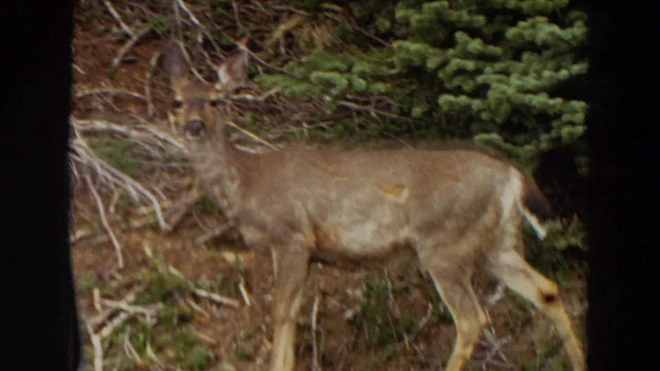 1964 Washington 8mm frame showing a deer standing alert near evergreen growth and brush.