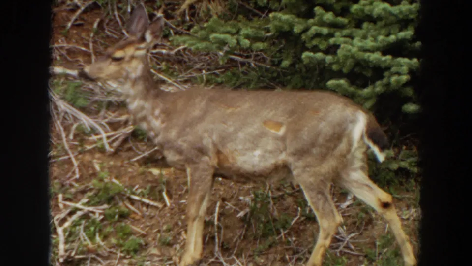 1964 Washington 8mm frame showing a deer in side view against brush, branches, and evergreen foliage.