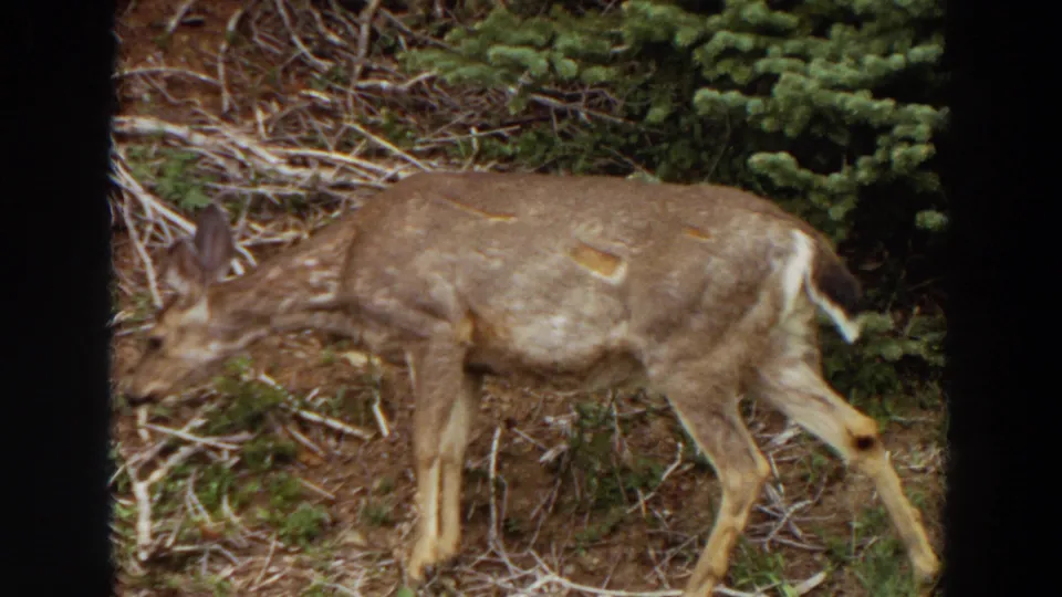 1964 Washington 8mm frame showing a deer with its head lowered in a forest clearing.