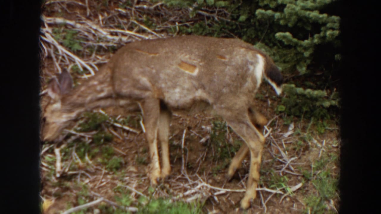 In 1964 Washington 8mm footage, a young deer forages among dry grass, twigs, pine needles, and evergreen growth.