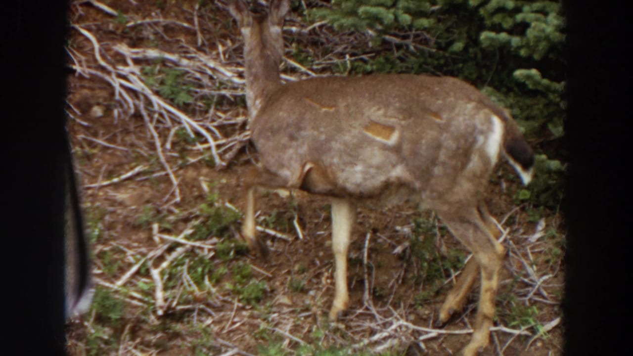 Young deer stands side-on in brush with its head near the ground.