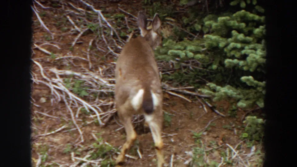 The young deer turns away in the 1964 Washington home-movie frame, showing white tail markings amid brush and evergreen growth.