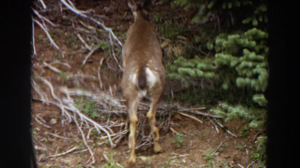 The deer walks away through the wooded Washington scene, framed by dry twigs, pine needles, evergreen branches, and dark 8mm borders.