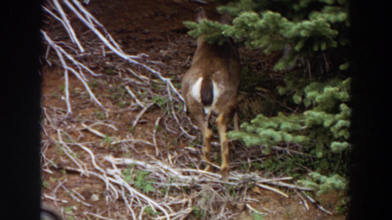 1964 Washington 8mm frame showing a deer moving away through a forested mountain area with evergreen branches and dry limbs.