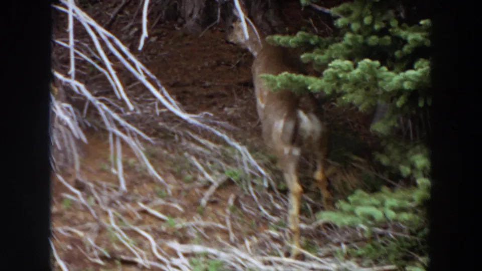 A deer appears partly obscured by evergreens and pale branches in a 1964 Washington mountain forest scene.