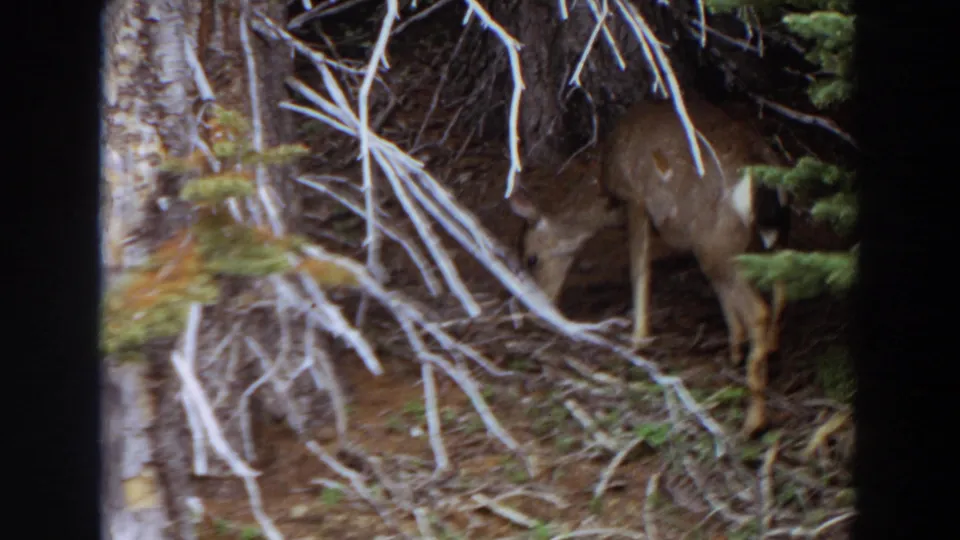 Handheld 8mm view of a deer moving through trees and dry branches in a Washington mountain forest.