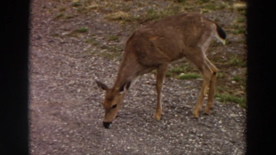 1964 Washington 8mm frame showing a young deer grazing on a gravel path near patches of grass and brush.