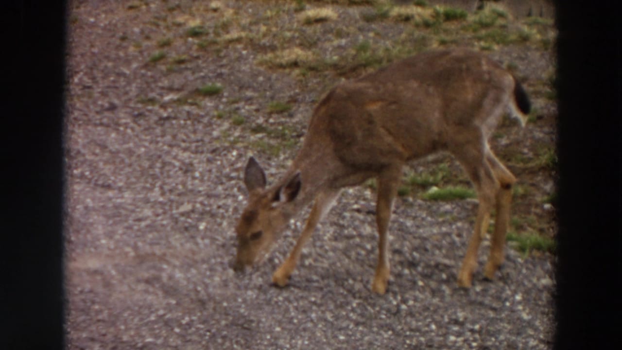 Brown deer lowers its head to graze on a gravel path beside sparse grass.