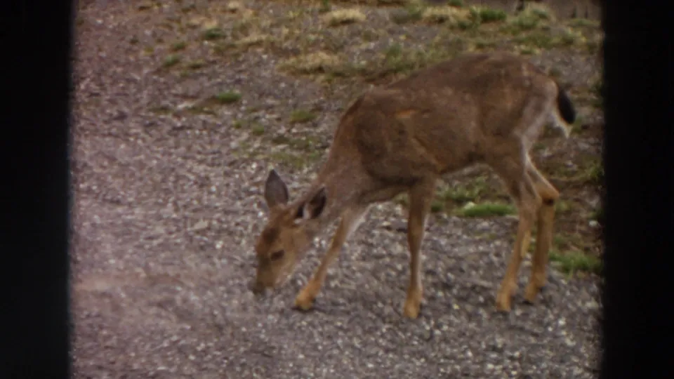 A brown female deer grazes on a gravel path in supported 1964 Washington 8mm home-movie footage, framed by dark film borders.