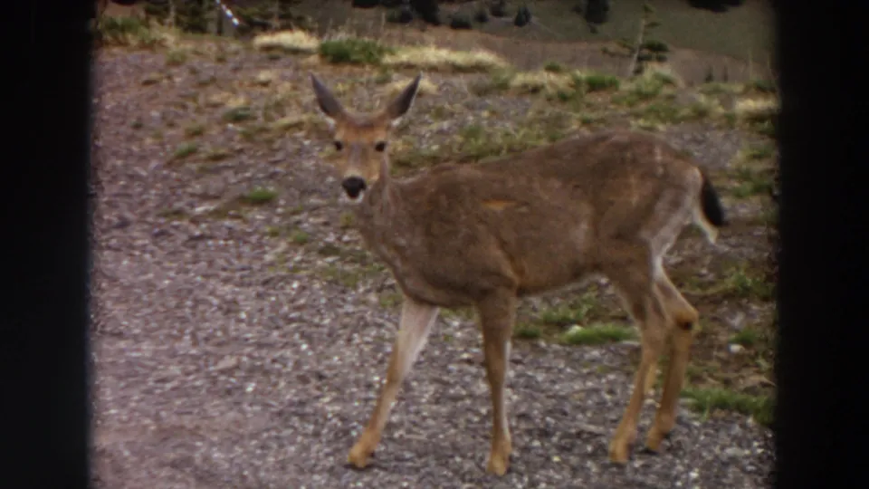 The deer pauses on the gravel path and looks toward the camera in archival 8mm footage from the supplied Washington 1964 metadata.