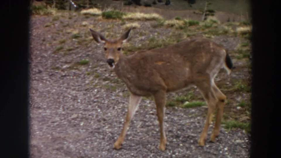 A female deer faces the camera on a gravel path, with grass and soft natural background visible in the 8mm home-movie frame.