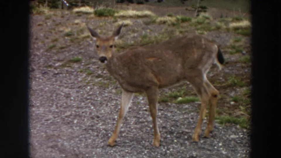 The deer stands broadside and alert on the gravel path, showing the scanned 8mm frame edges and grain from the supplied 1964 Washington clip.