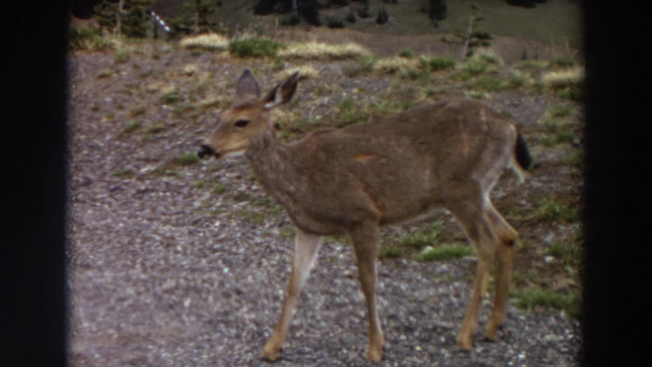 Young deer standing on a gravel path with sparse vegetation behind it.
