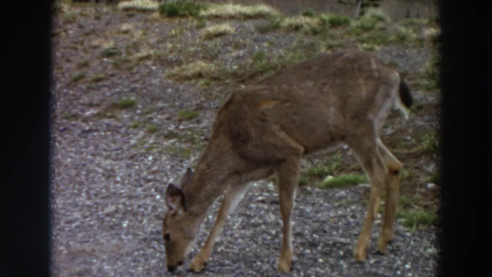 The deer lowers its head to forage beside the gravel path in 1964 8mm footage from Hurricane Ridge, Washington.
