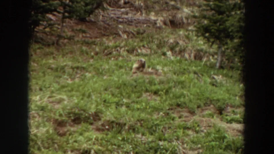 A marmot or groundhog-like animal sits alert in green grass on a wooded hillside, seen in 1964 Washington 8mm footage.