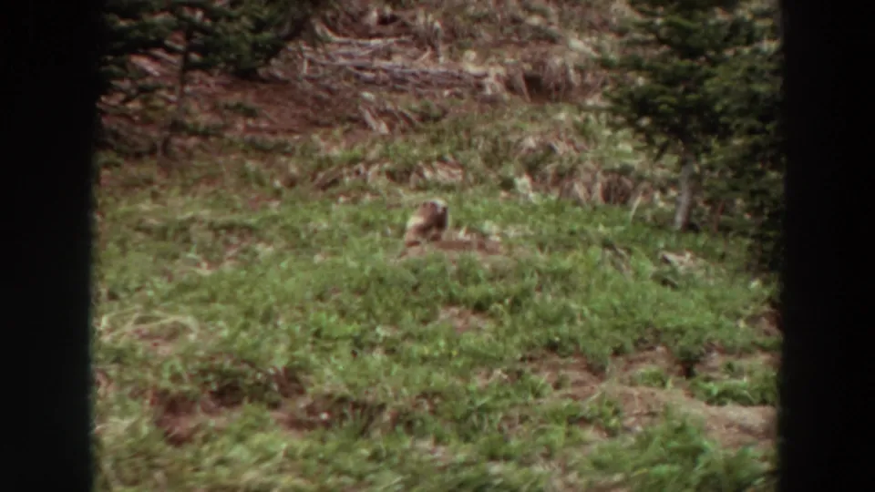 A small marmot-like animal remains partly visible in grass and brush on a sloped wooded hillside in Washington home-movie footage.