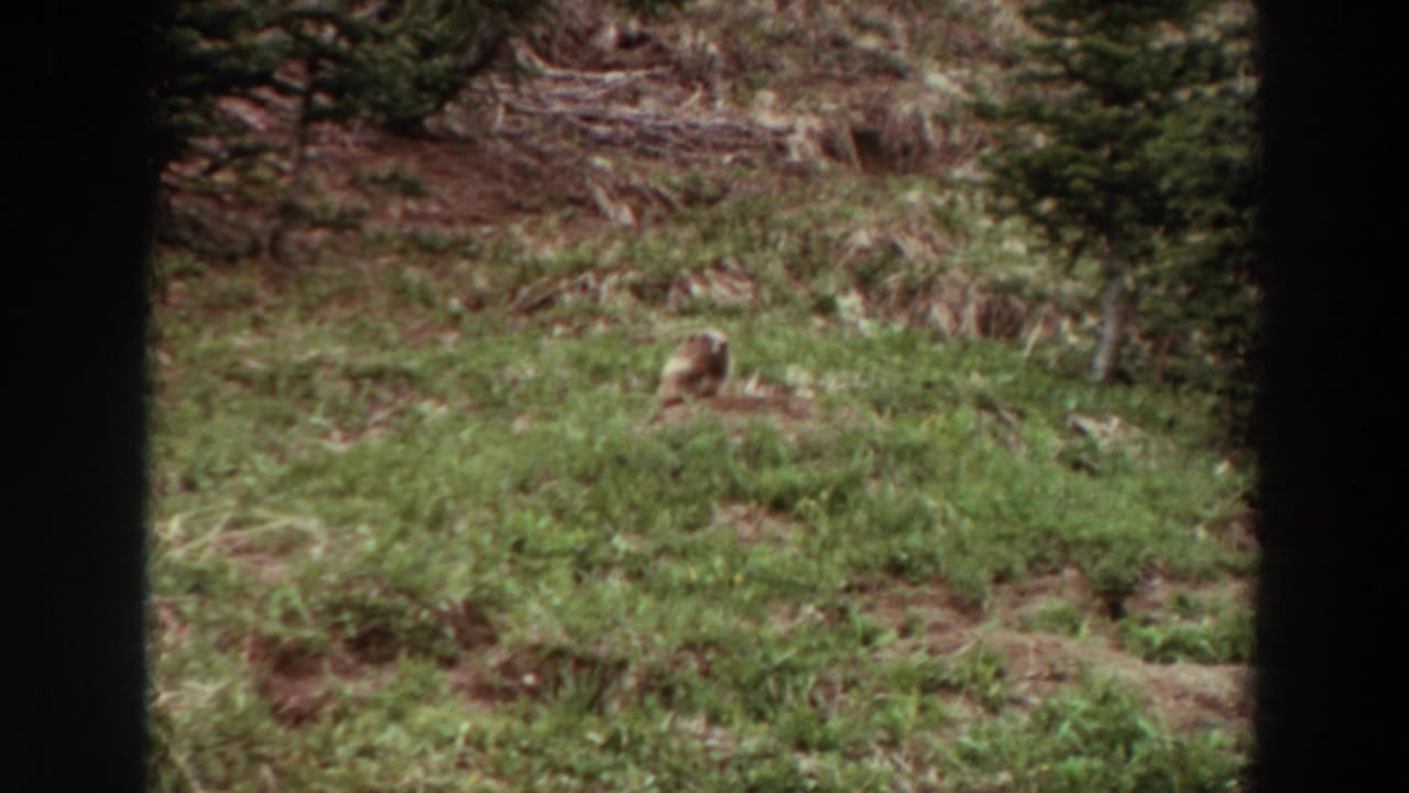 Marmot sitting in green meadow grass with brush and evergreen trees behind it.