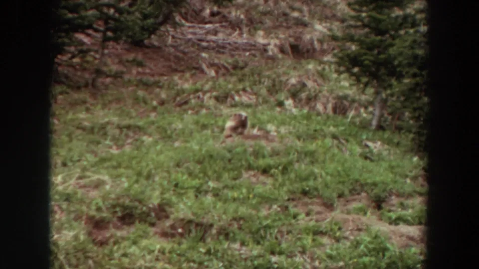 1964 Washington 8mm frame showing a marmot upright in a grassy alpine meadow with dry brush and evergreens in the background.