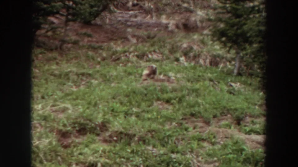 A 1964 Washington home-movie frame shows the marmot still seated in meadow grass, with brush, trees, and dark scan borders visible.