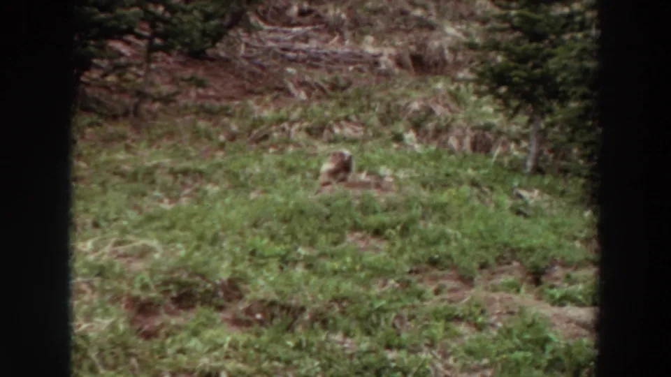 The marmot appears in a soft 8mm Washington meadow view, surrounded by green grass, brush, and evergreen trees.