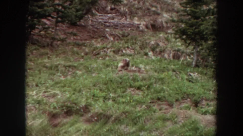 Final 1964 Washington frame of the marmot resting in an alpine meadow, bordered by the dark edges of the 8mm scan.