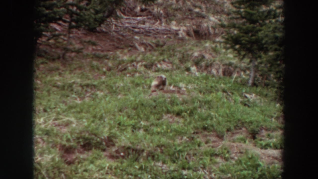 Small animal sitting in a grassy clearing bordered by trees and dark frame edges.