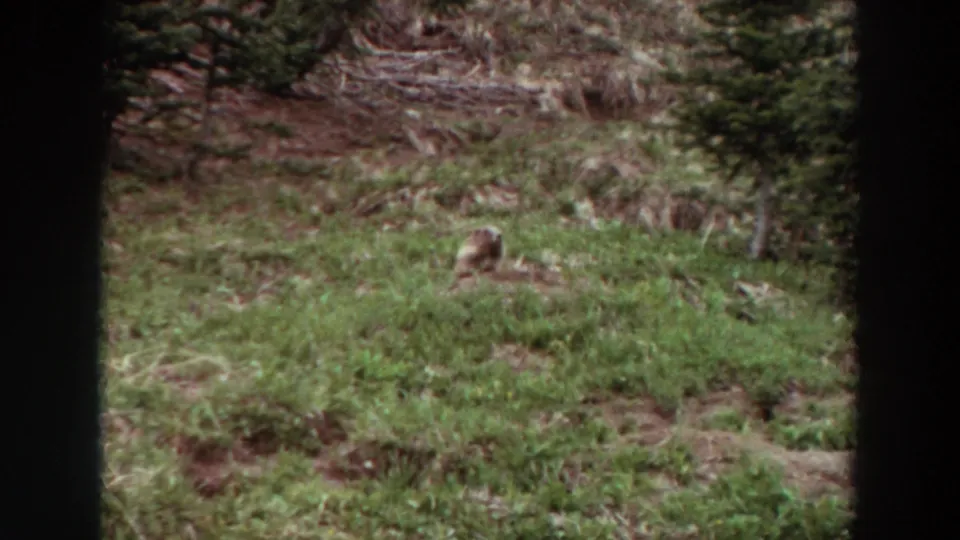 Small wild animal appears in a grassy Washington clearing in 1964 8mm home-movie footage, seen through dark borders.