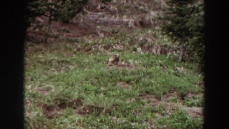 A small mammal-like animal is visible in a grassy mountain clearing, framed by dark edges in 1964 Washington footage.