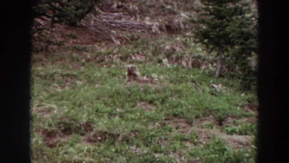 The Washington home-movie frame shows a small animal in grass against a wooded hillside and soft 8mm color grain.