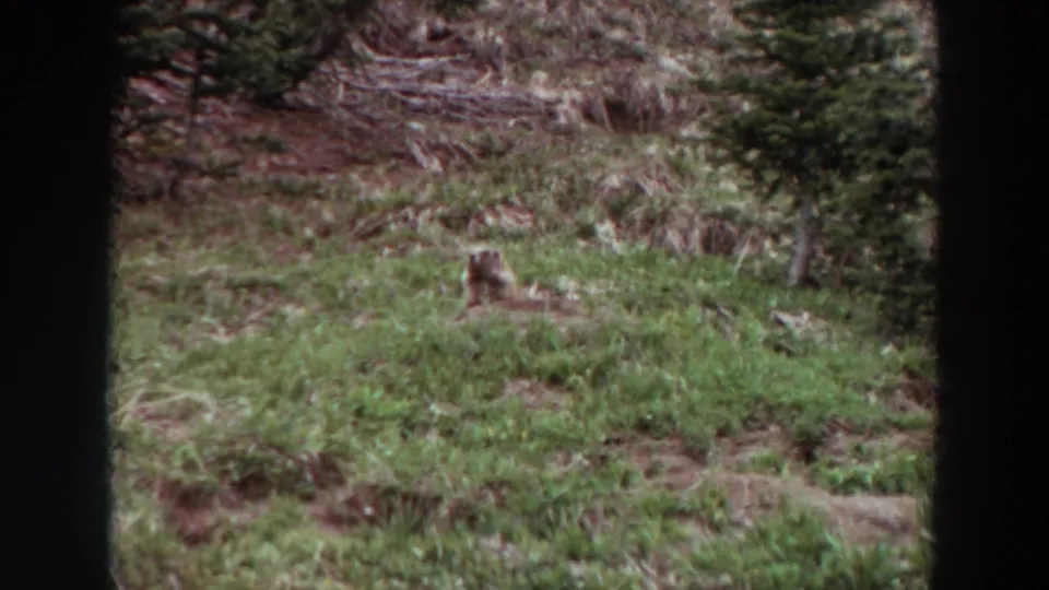 Near the end of the 1964 Washington clip, the small animal remains visible in the grassy clearing amid evergreen growth.