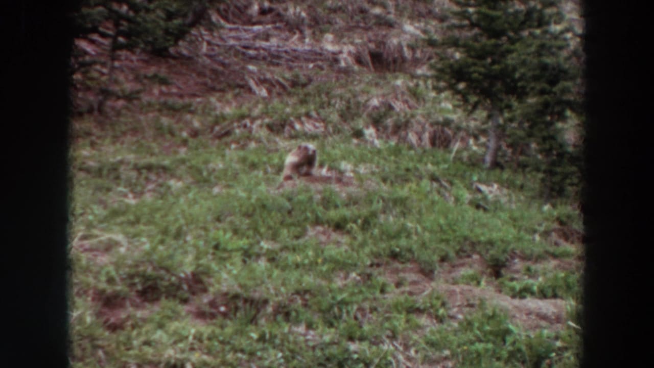 1964 Washington 8mm frame showing a small gopher or ground squirrel on a green hillside, partly framed by dark vertical edges.