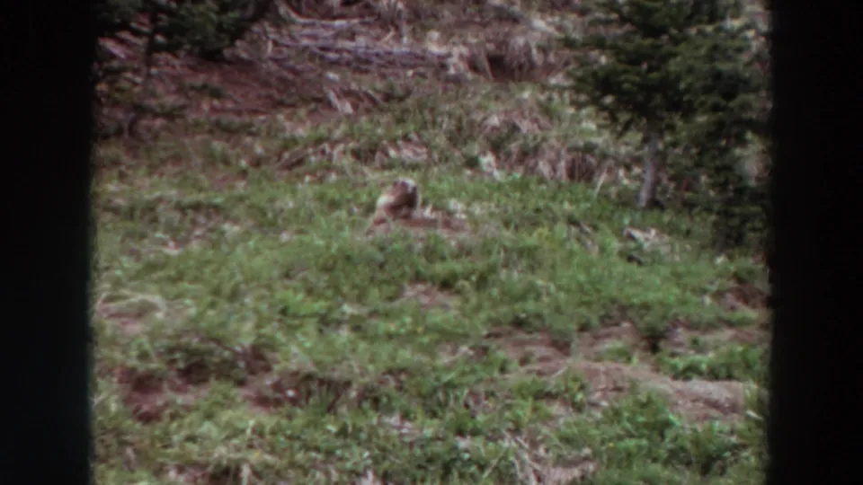 The small hillside animal remains alert in the 1964 Washington outdoor scene, surrounded by grass, shrubs, and evergreen growth.